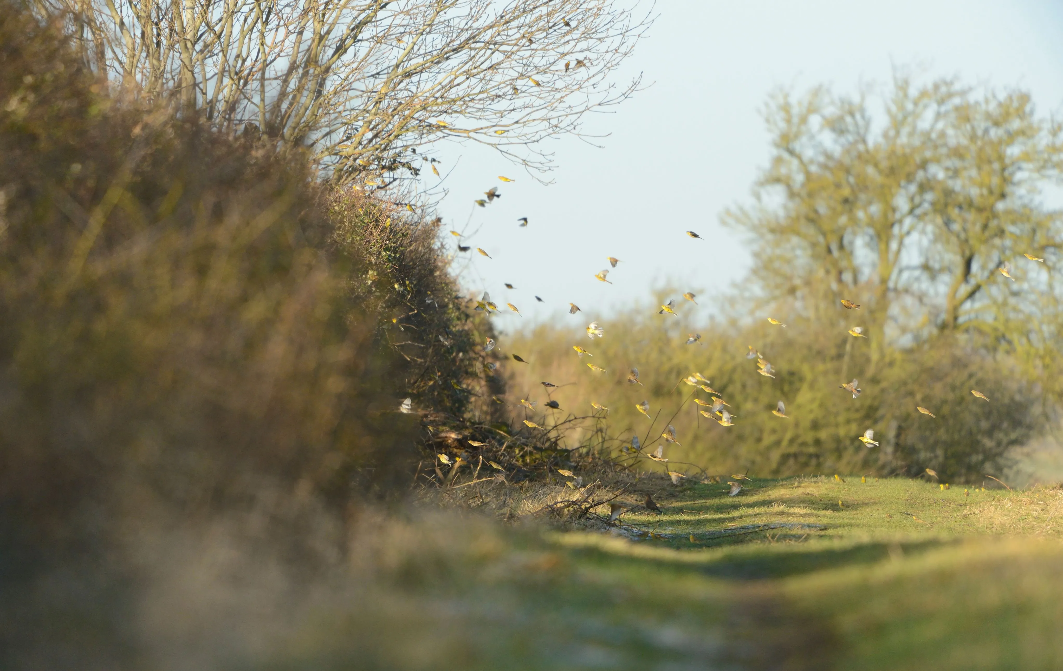 A footpath lined with hedgerow with a flock of birds fluttering to seek refuge.